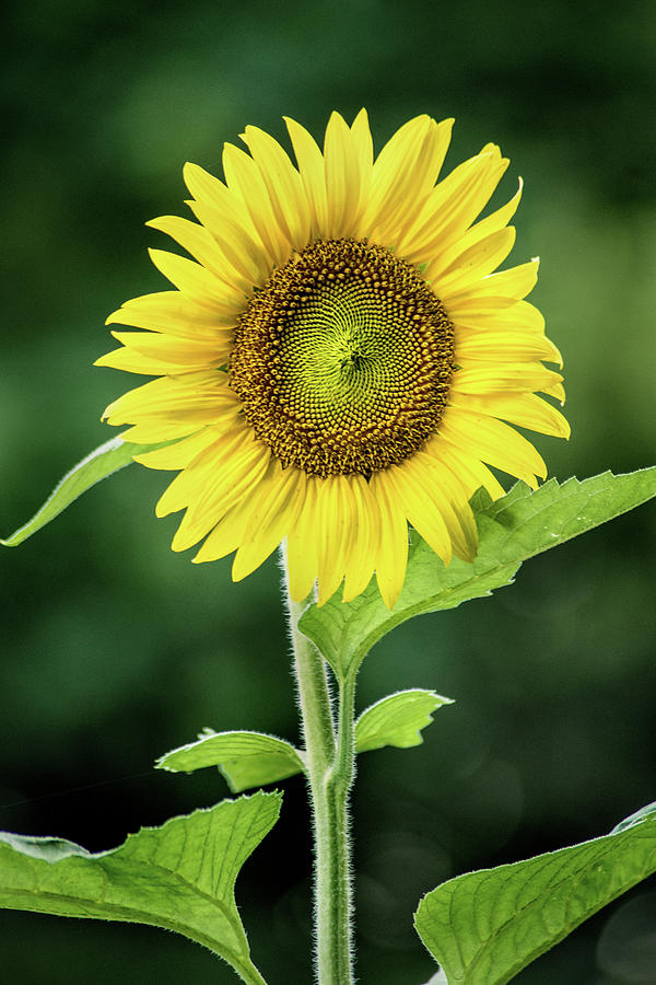 Sunflower in Bloom Photograph by Don Johnson