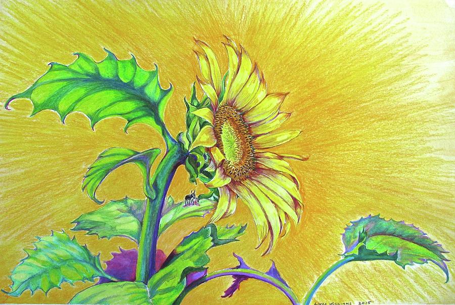 Sunflower in Bloom Drawing by Linda Williams