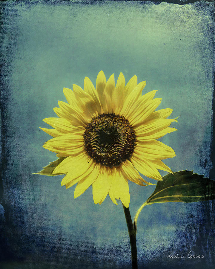 Sunflower in Blue Photograph by Louise Reeves