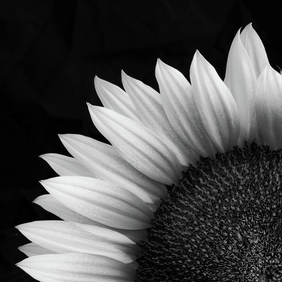 Sunflower Photograph - Sunflower in BW by Joseph Smith