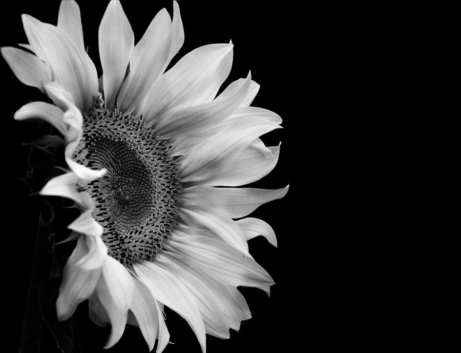 Sunflower In Bw Photograph By Sandra Thomas - Pixels