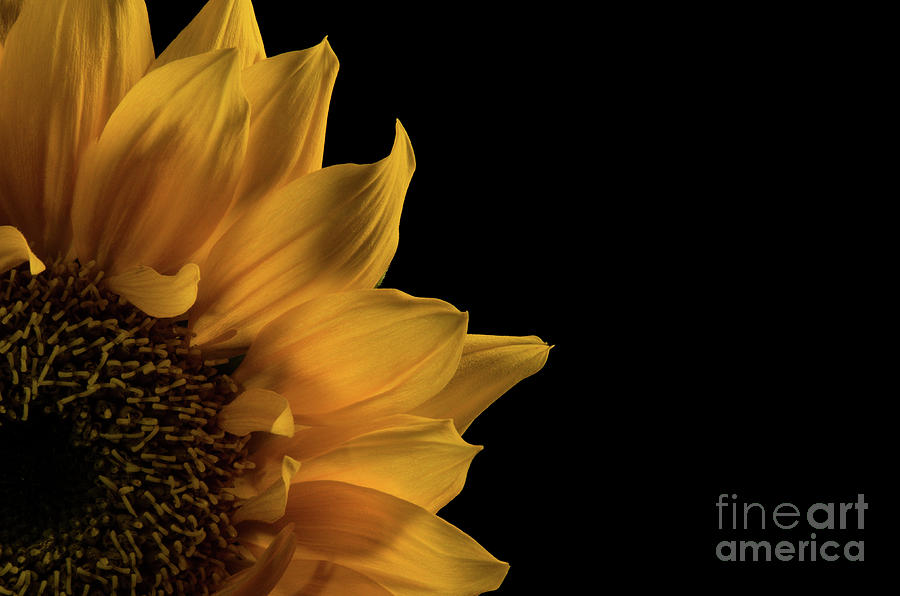 Yellow Sunflower in Corner Minimal Botanical / Nature / Floral Photograph Photograph by PIPA Fine Art - Simply Solid