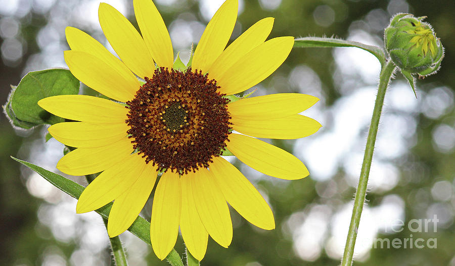Sunflower in Garden Photograph by Karen Adams