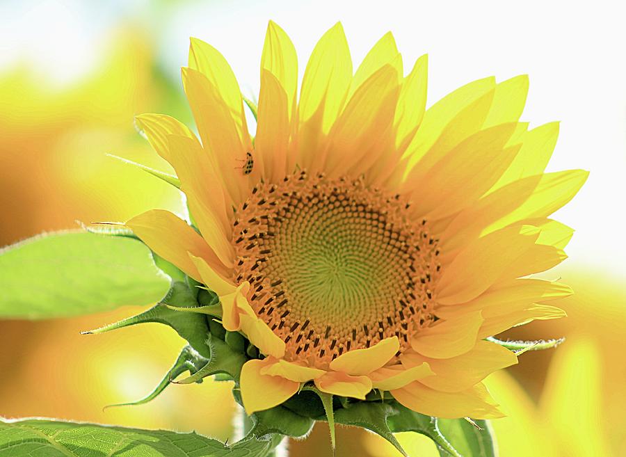 Sunflower in Golden Glow Photograph by Karen McKenzie McAdoo
