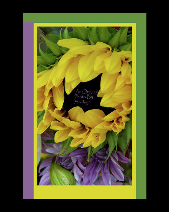 Sunflower In Green And Purple Photograph