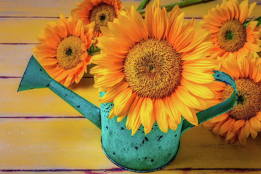 Sunflower In Green Watering Can Photograph by Garry Gay