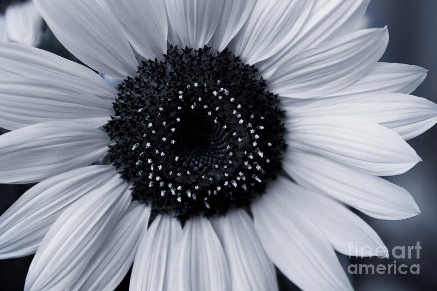 Sunflower In Jewels Photograph