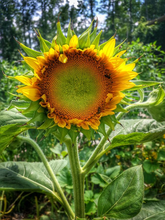 Sunflower in Mocksville Photograph by Ben Shields