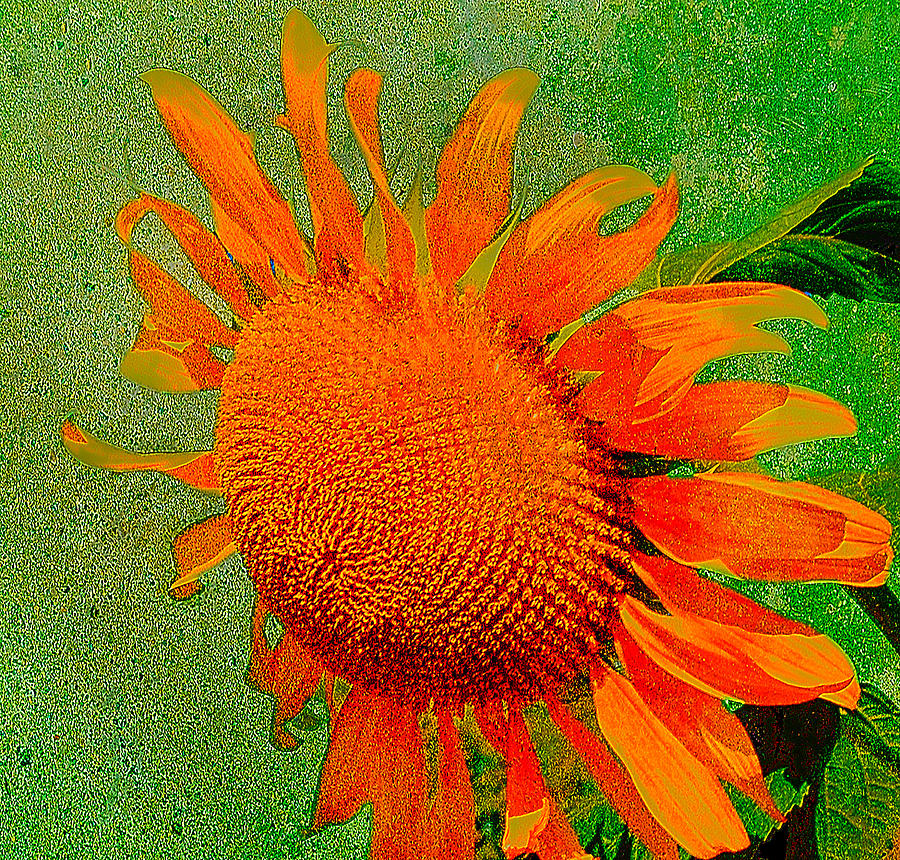 Sunflower in Orange Photograph by Kathleen Stephens