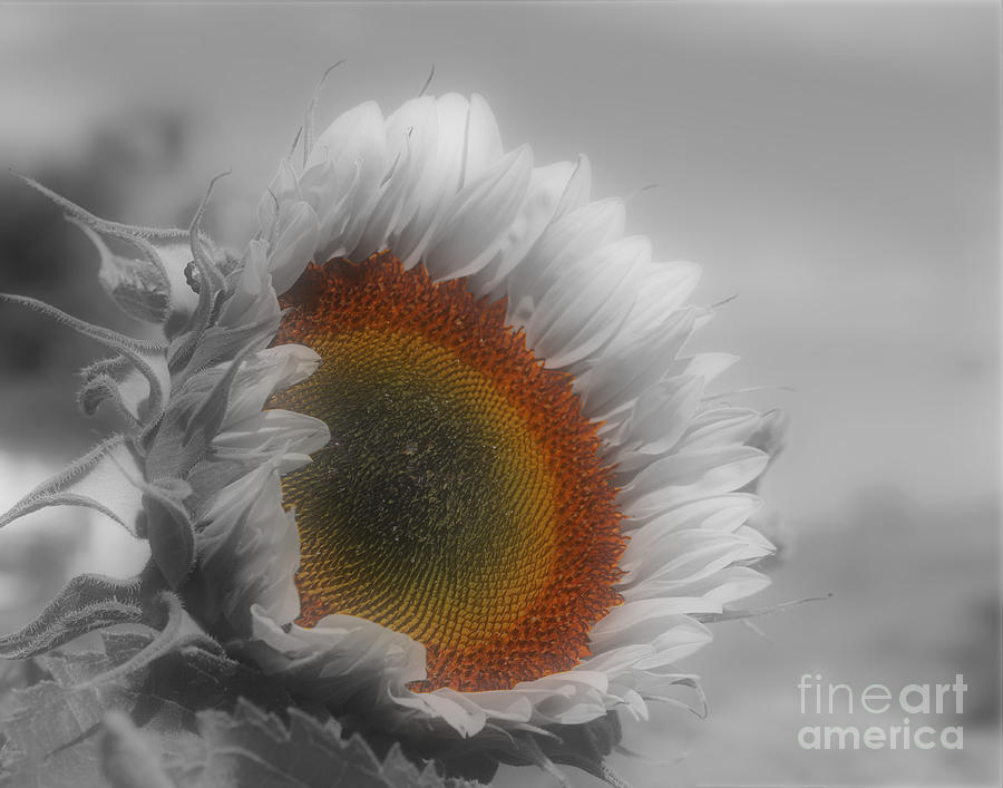 Sunflower In Partial Color Photograph by Smilin Eyes Treasures