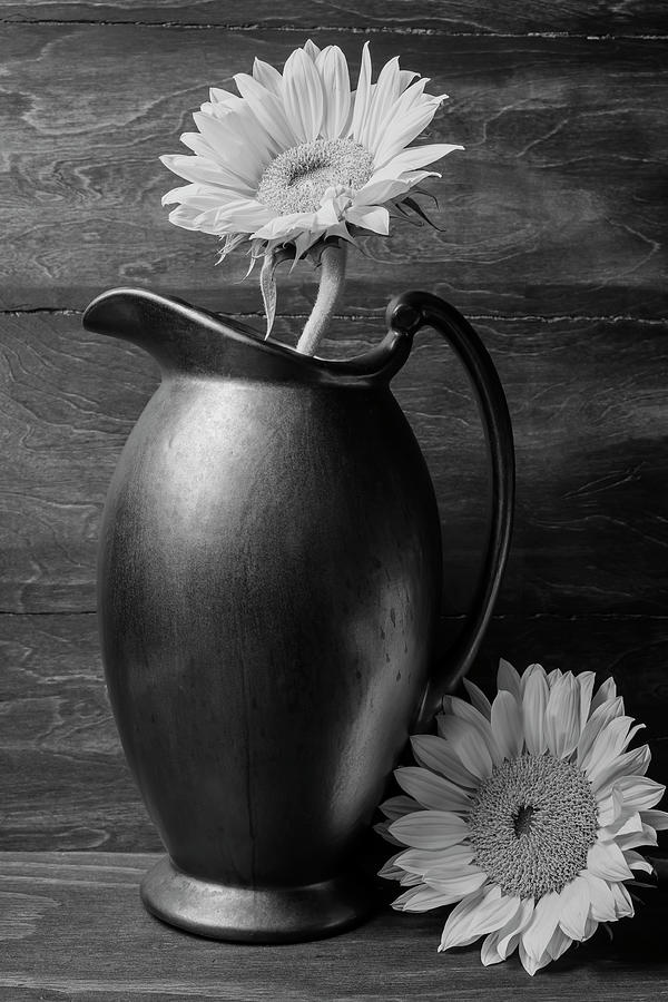 Sunflower In Pitcher Black And White Photograph by Garry Gay