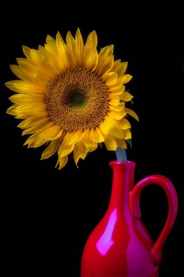 Sunflower In Red Pitcher Photograph by Garry Gay