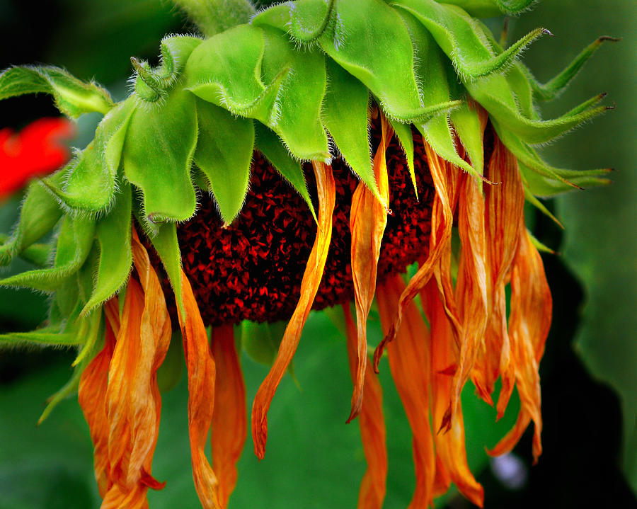 Sunflower in Repose Photograph by JoAnn Lense