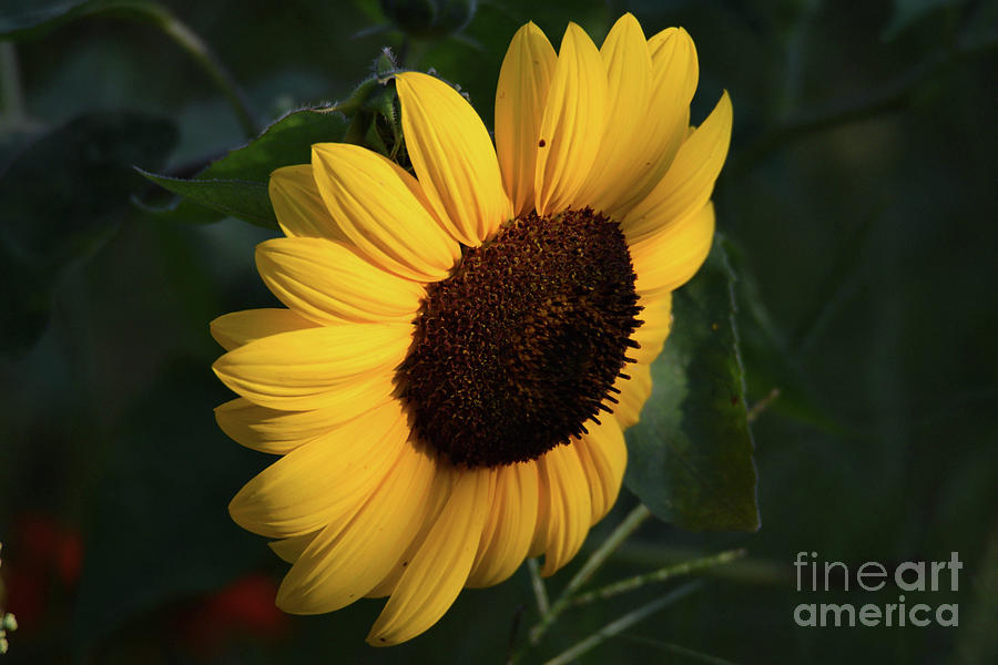 Sunflower in Shade Photograph by Libby Lord Fine Art America