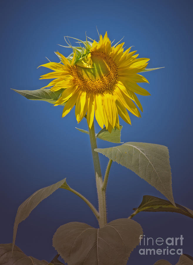 Sunflower Photograph - Sunflower in Spotlight by Ann Horn