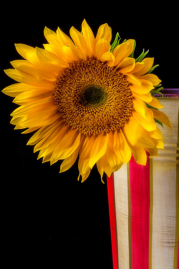 Sunflower In Striped Container Photograph by Garry Gay