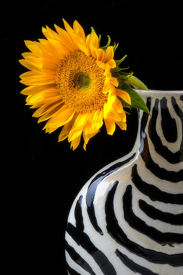Still Life Photograph - Sunflower In Striped Vase by Garry Gay