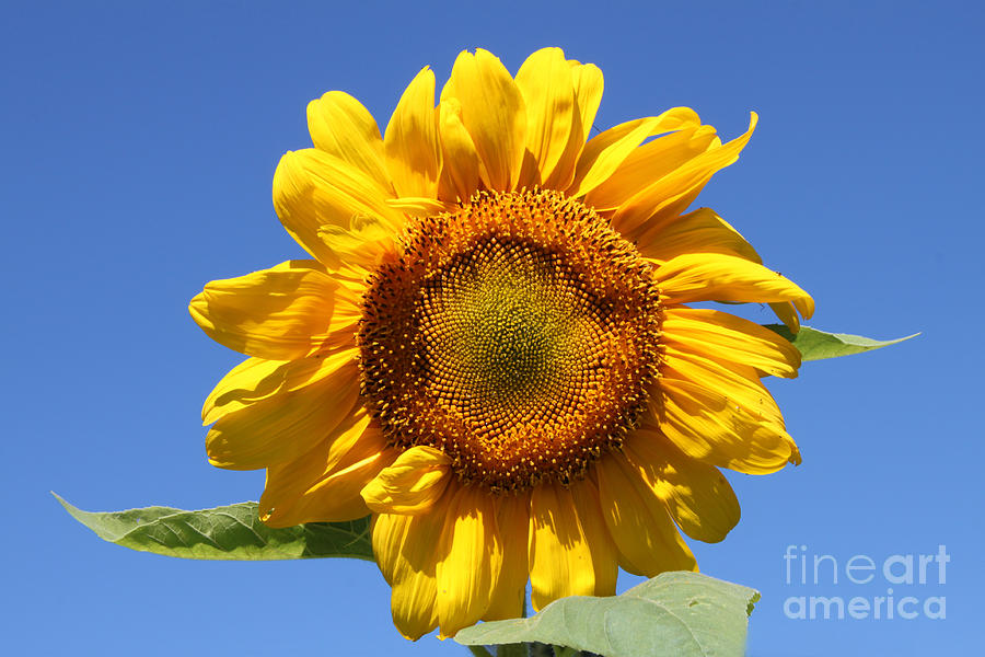 Sunflower in Sunshine  Photograph by Cathy Beharriell