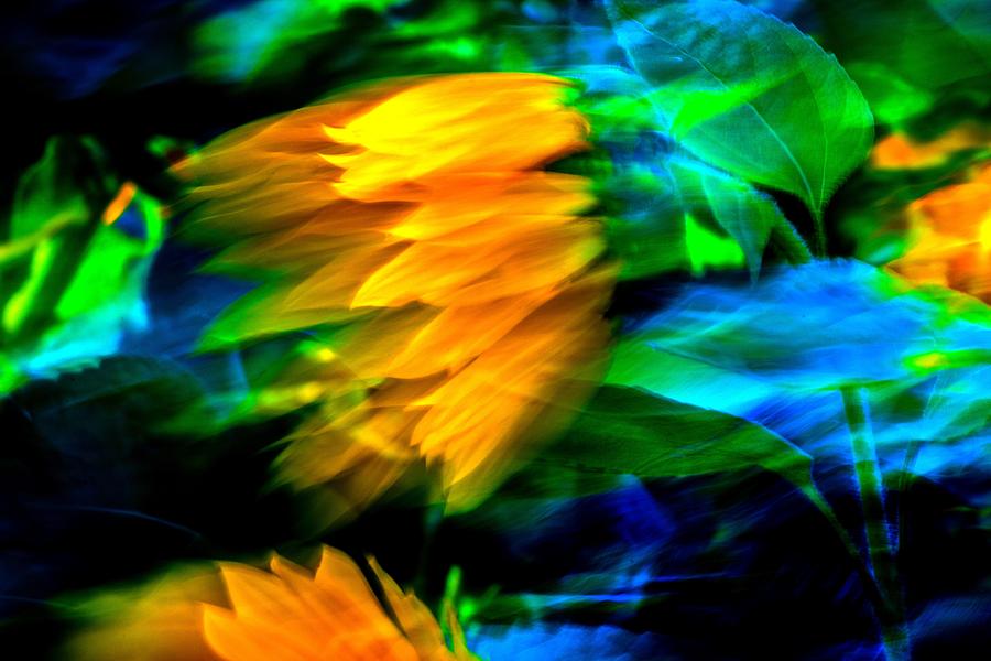 Sunflower in the Breeze Digital Art by Tim Beebe