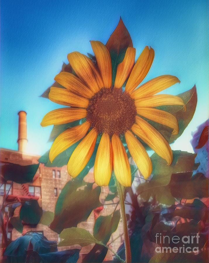 Sunflower in the City - Urban Beauty Photograph by Miriam Danar