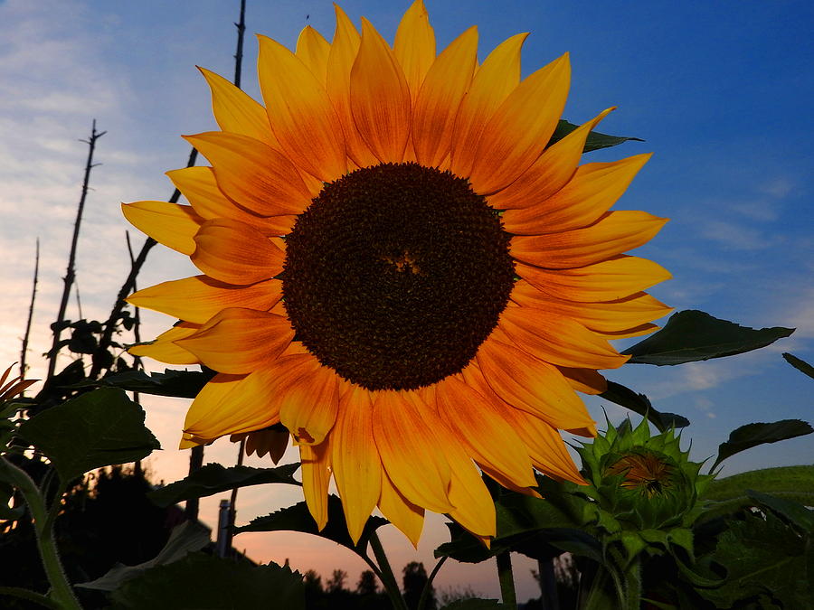 Sunflower in the Evening Photograph by Ernst Dittmar