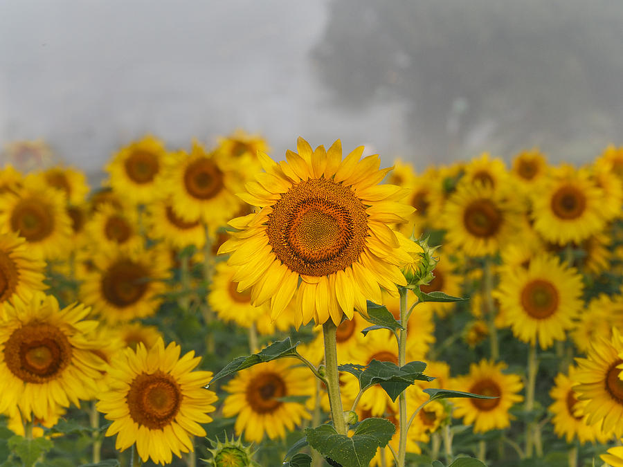 Sunflower Photograph - Sunflower in the Fog by Paula Ponath