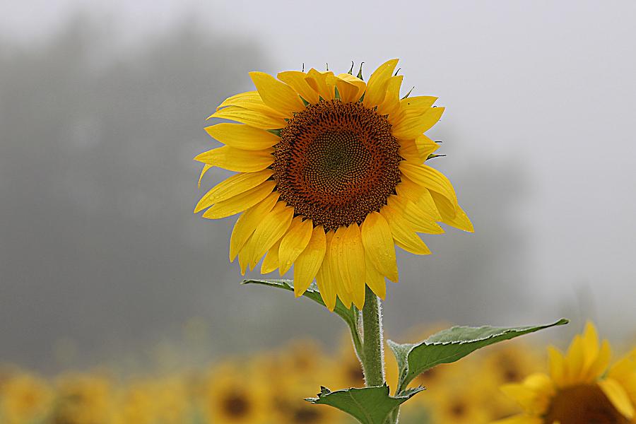 Sunflower in the Mist 2 Photograph by Karen McKenzie McAdoo