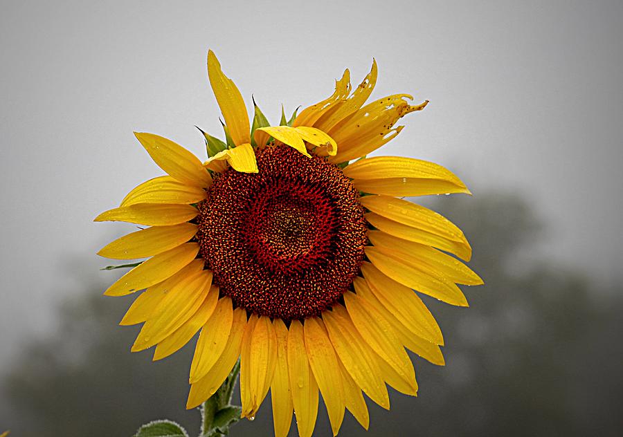 Sunflower in the Mist Photograph by Karen McKenzie McAdoo