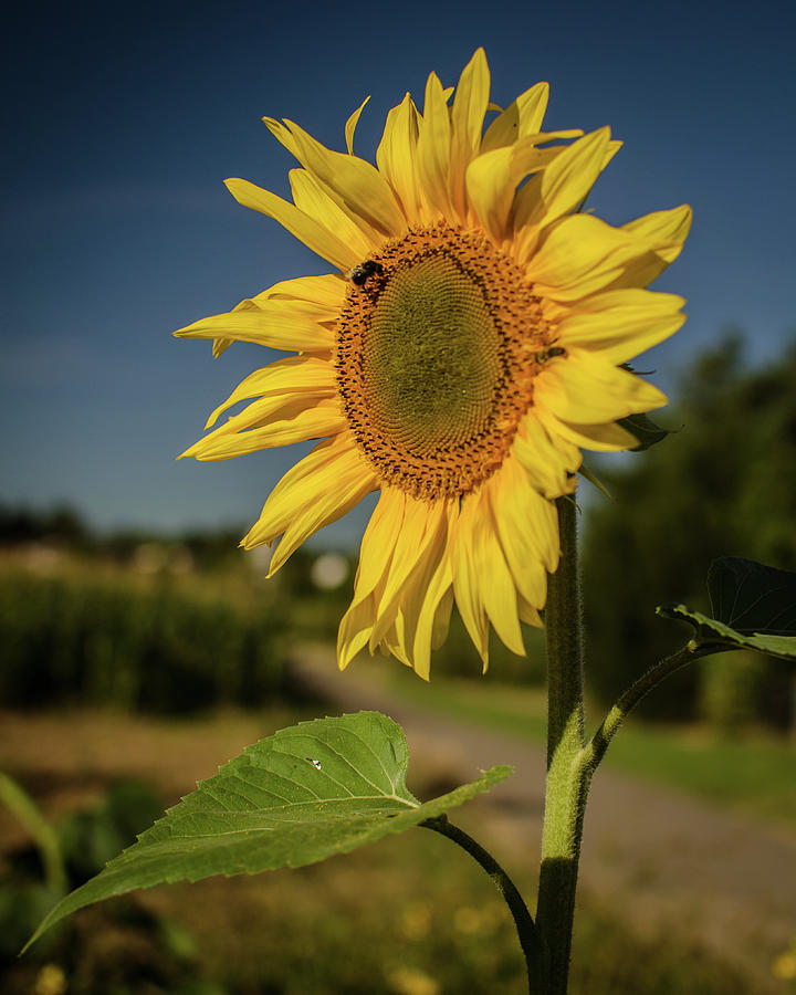 Sunflower in the Morning Photograph by Miguel Winterpacht