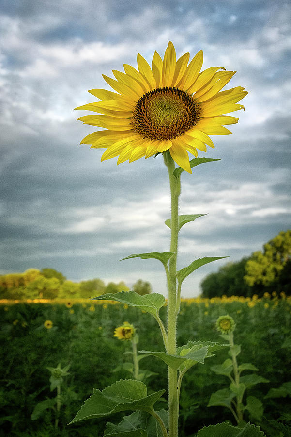 Sunflower In The Sky Photograph by Robert Fawcett
