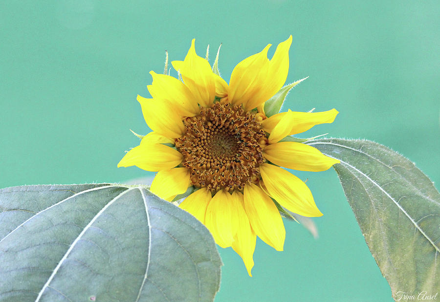 Sunflower In The Summer Time Photograph by Trina Ansel