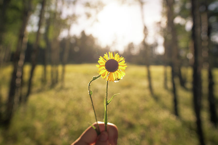 Sunflower in the sun Photograph by Chase Gilmore - Fine Art America