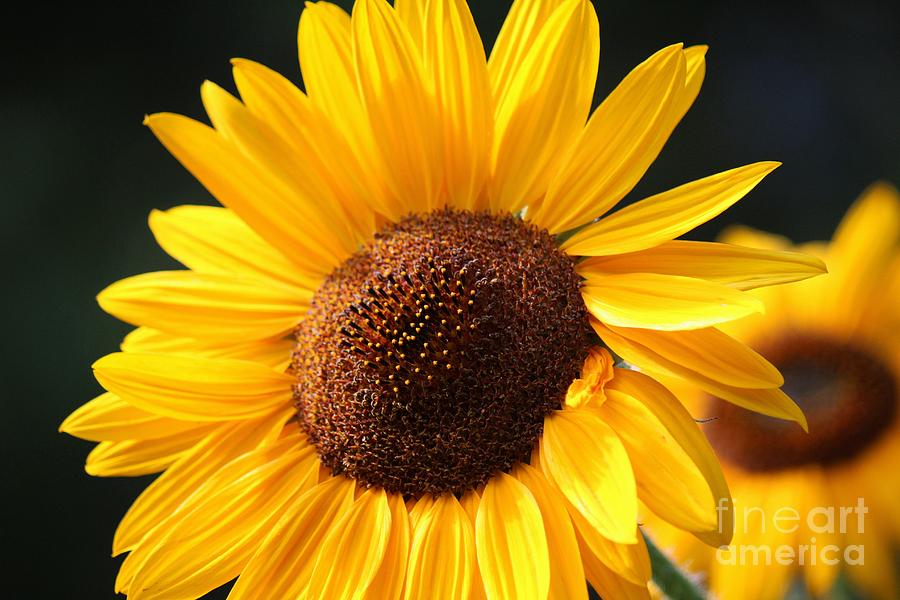 Sunflower In The Sun Photograph By Colleen Snow - Fine Art America