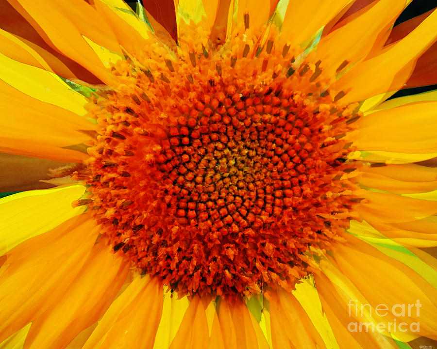 Sunflower 7 Photograph by Lizi Beard-Ward