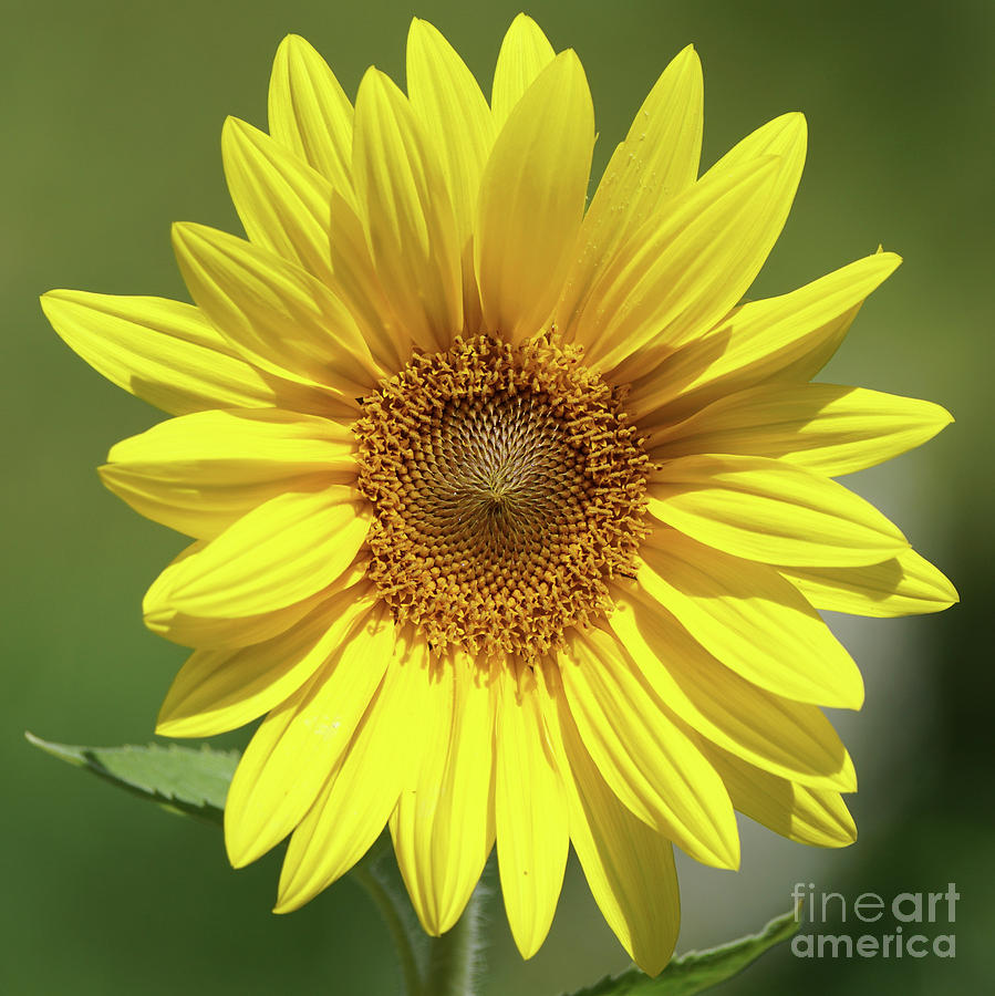Sunflower in the Sun Photograph by Robert E Alter Reflections of Infinity
