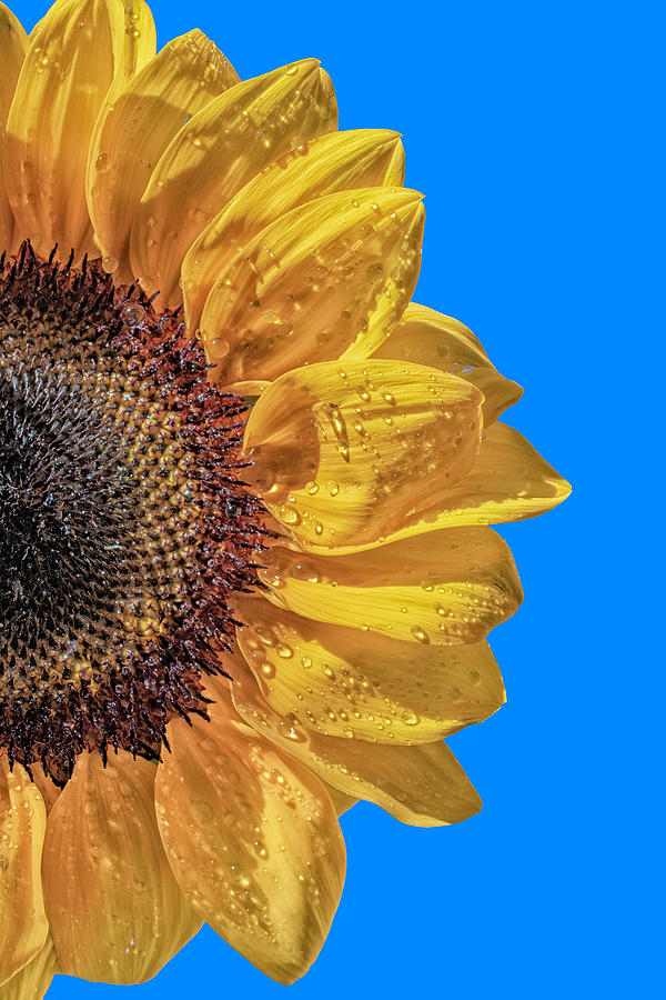 Sunflower Photograph - Sunflower in the Sun by Sandi Kroll