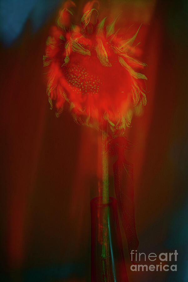 Sunflower In The Vase In Abstract Style. Photograph