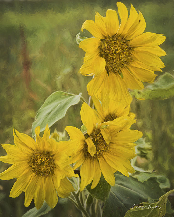 Sunflower in Triplicate Photograph by Louise Reeves