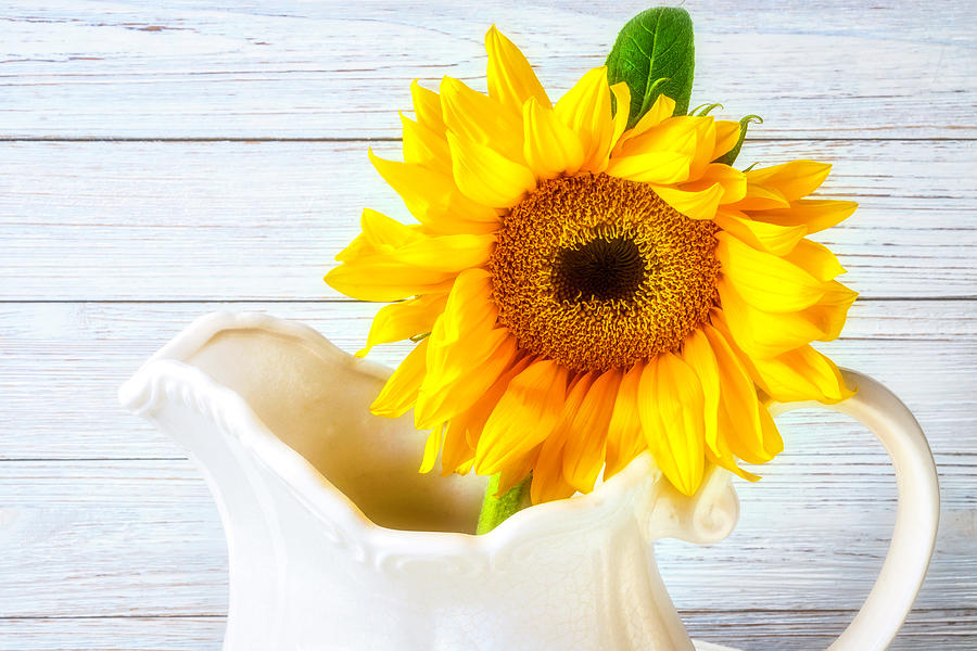 Sunflower In White Pitcher Photograph by Garry Gay