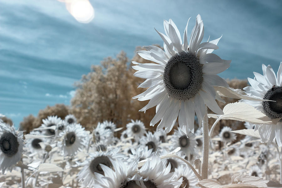 Sunflower Infrared  Photograph by Brian Hale