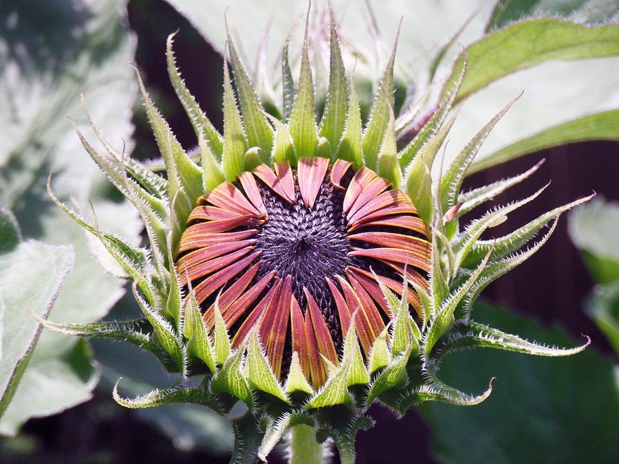 Sunflower Inspiration Photograph by Jon Baldwin Art | Fine Art America