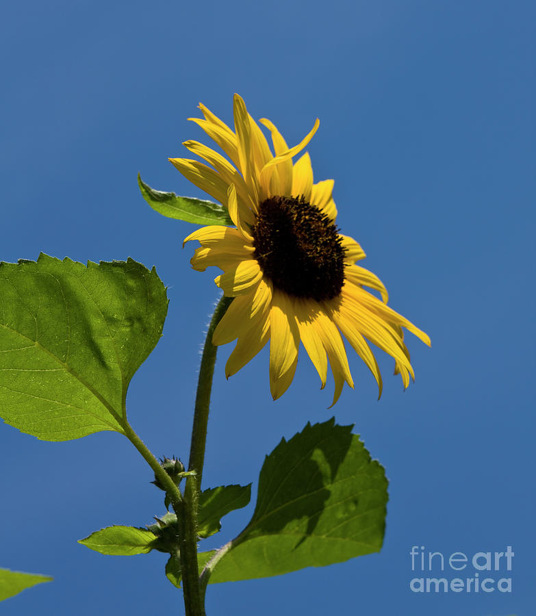 Sunflower Photograph by Irina Afonskaya