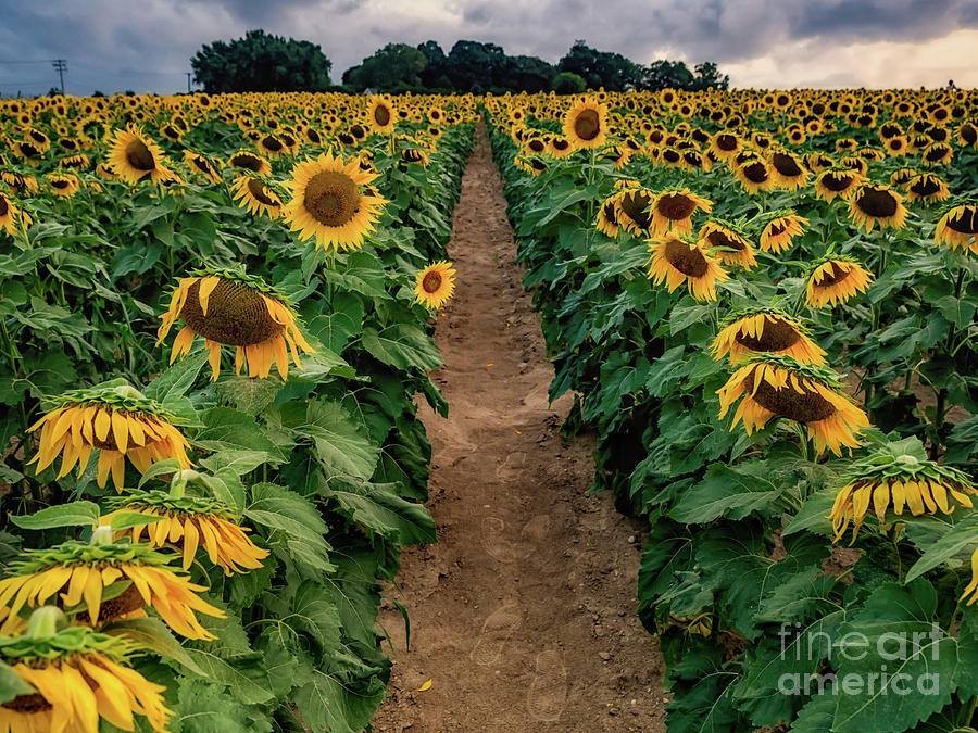 Sunflower Isle Photograph by Alissa Beth Photography