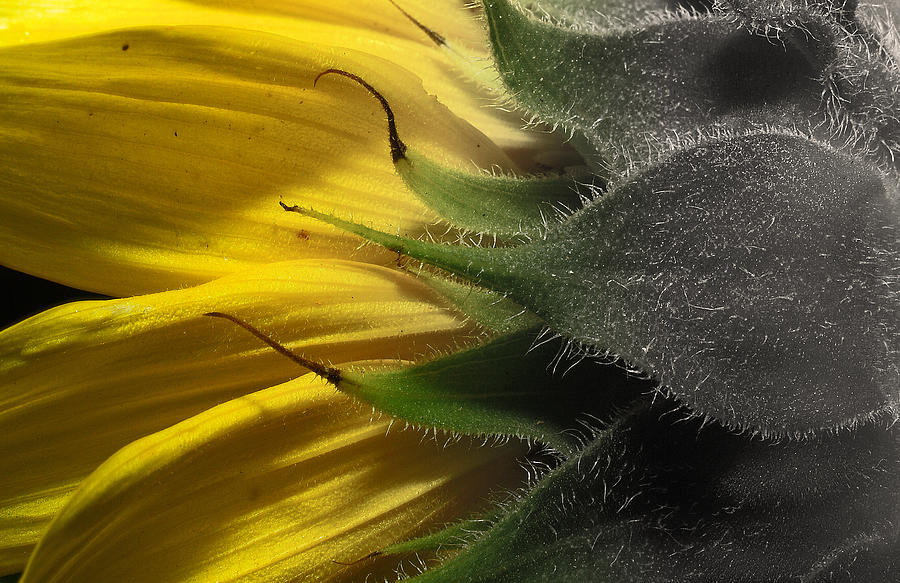 Flower Photograph - Sunflower by Itai Minovitz