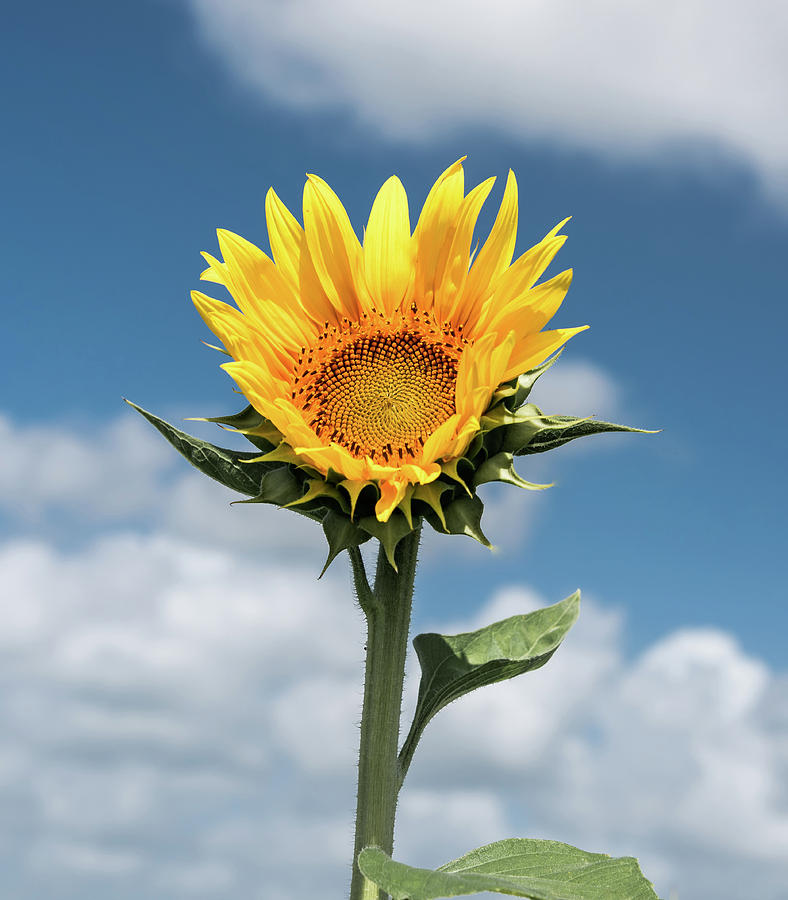 Sunflower Photograph by Jaime Mercado
