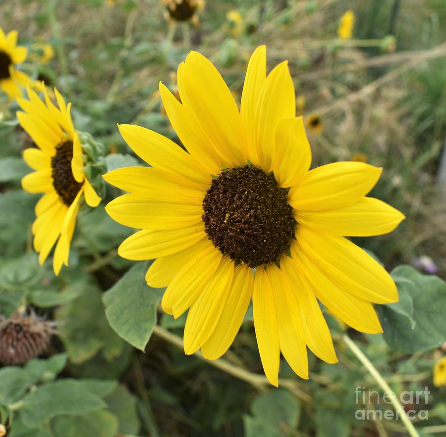 Sunflower by James Fannin Sunflower by James Fannin