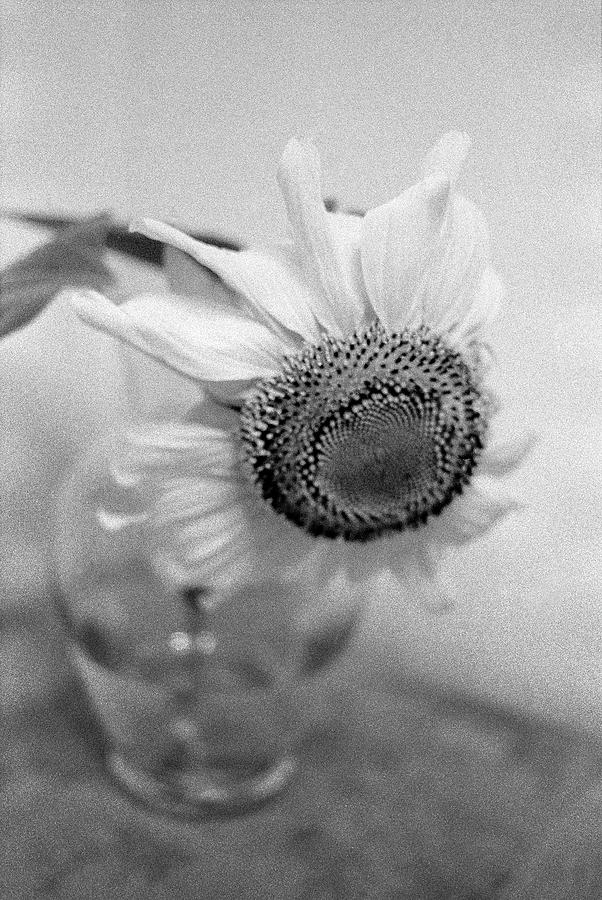 Sunflower Photograph - Sunflower by Jamie Hogan