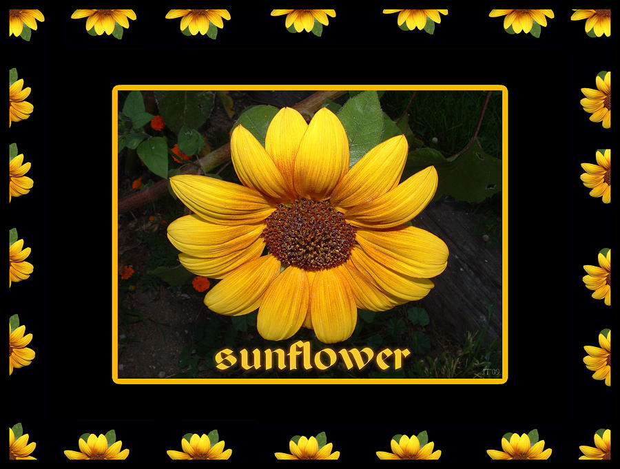 Sunflower Photograph - Sunflower by Jan  Tribe