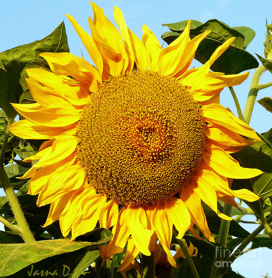 Sunflower #1 Photograph by Jasna Dragun