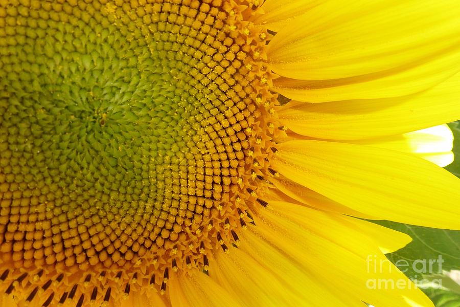 Sunflower Photograph by Jean Bernard Roussilhe